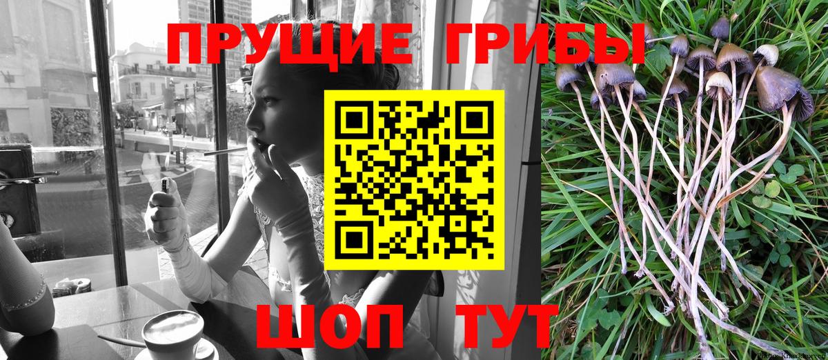 Псилоцибиновые грибы мицелий  Вход с VPN  Красноармейск 